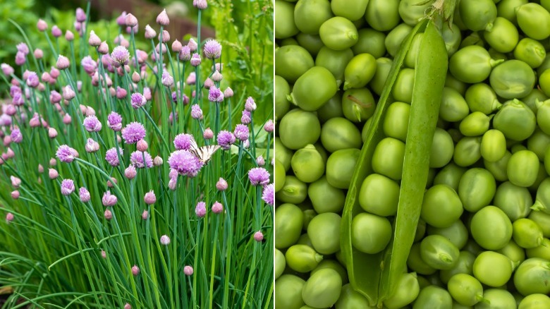 Flowering chives and harvested peas