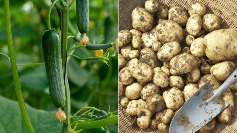 Small cucumbers and harvested potatoes