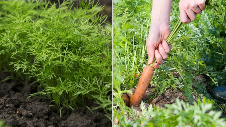 Dill and freshly harvested carrot
