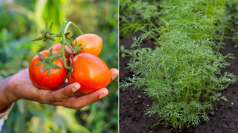 Freshly picked tomatoes and dill