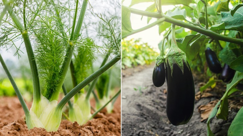 Fennel bulbs and small eggplants 