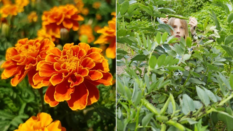 Marigolds and kid with beans