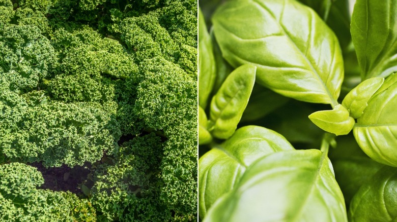 Green kale and basil leaves 