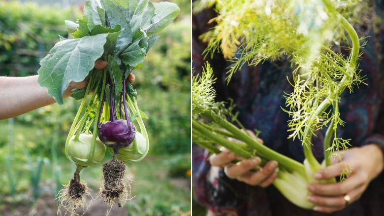 Kohlrabi and dill in hands