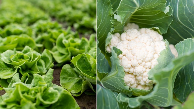 green lettuce and white cauliflower 