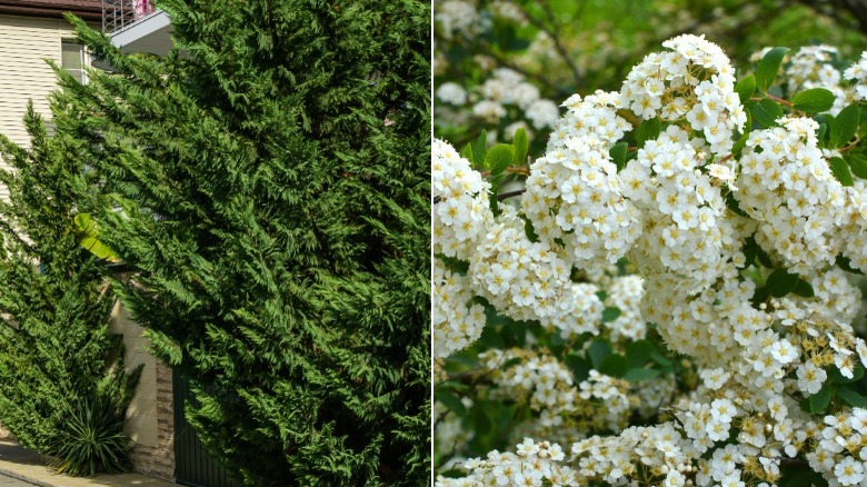 Cypress and white spiraea bush