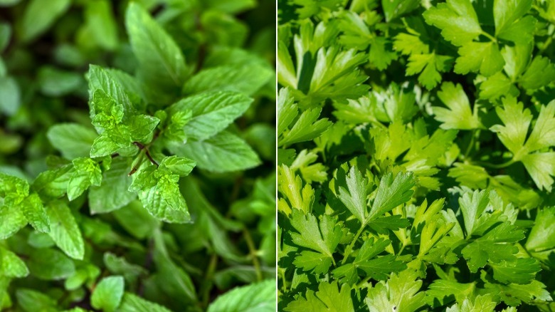 Green mint and parsley leaves