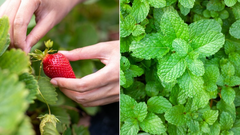 Strawberry being picked and mint