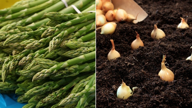 Onion bulbs and picked asparagus