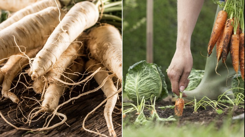 Harvested parsnips and carrots