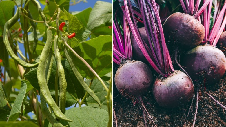 Pole beans and purple beets 