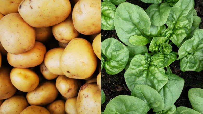 Small potatoes and spinach leaves