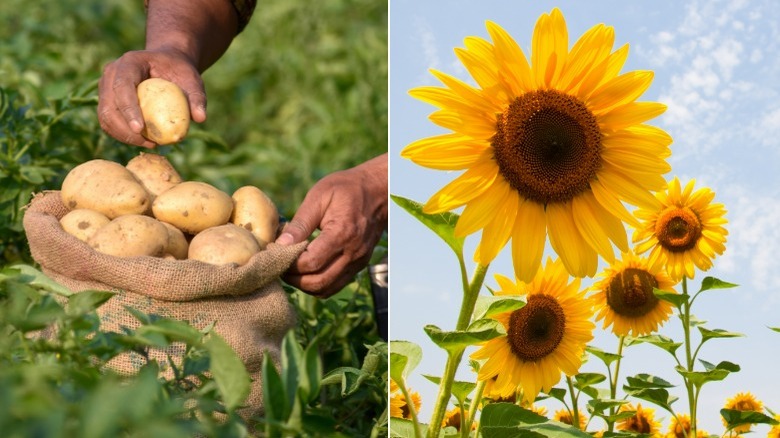 Freshly harvested potatoes and sunflowers