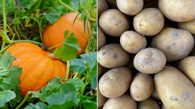 Pumpkins growing and closeup potatoes