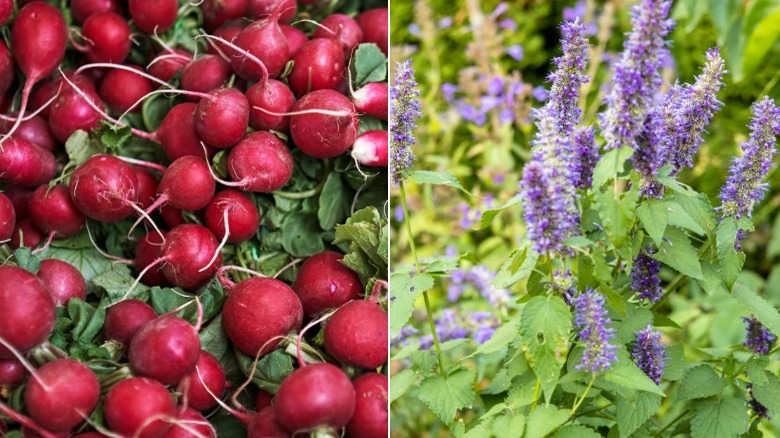 Many red radishes and Agastache