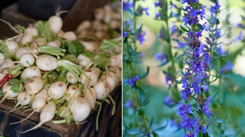 white radishes and purple hyssop