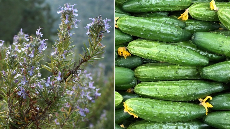 Rosemary and freshly picked cucumbers