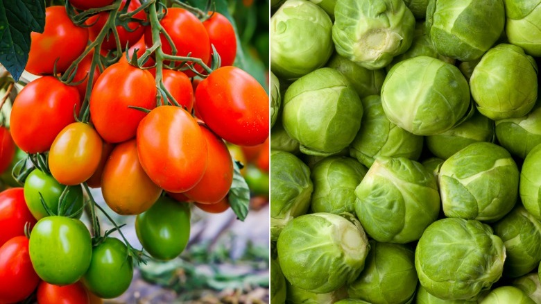 Small tomatoes and brussels sprouts