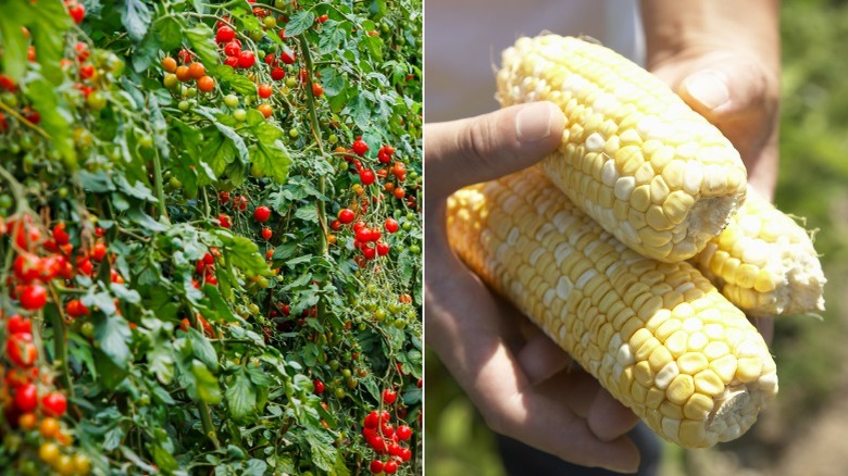 Tomato vines and shucked corn