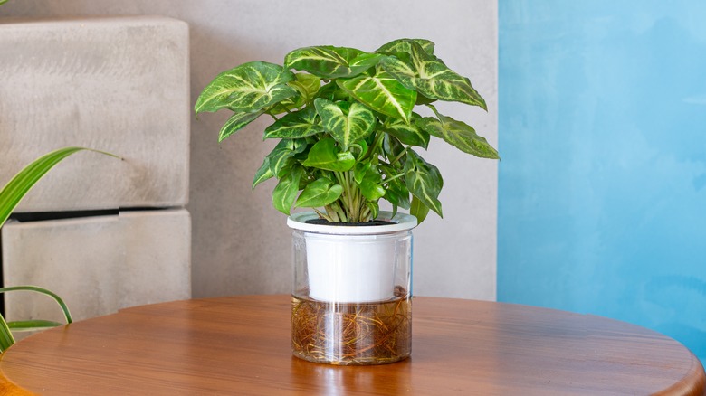 Arrowhead vine on table