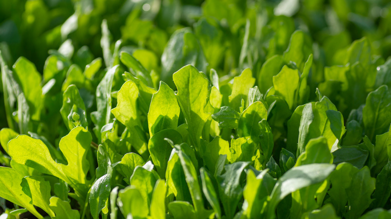 Arugula leaves in sunlight