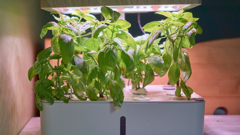 Basil in small hydroponic garden