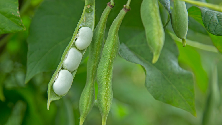 Beans in the garden