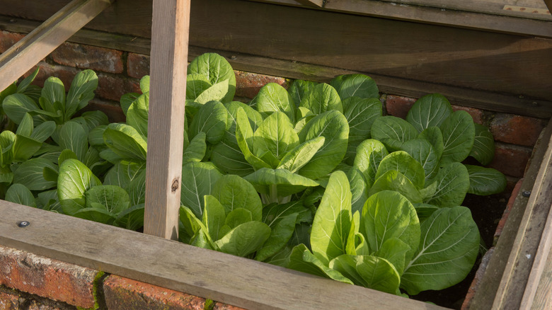 Home grown bok choy