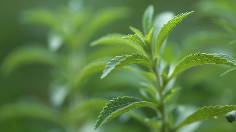 Candyleaf plant leaves close up