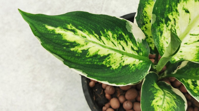 Chinese evergreen plant in pot