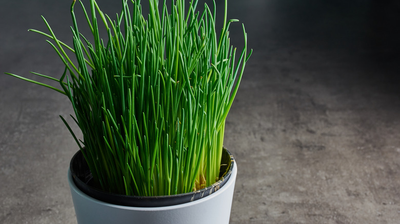 Chives in small pot