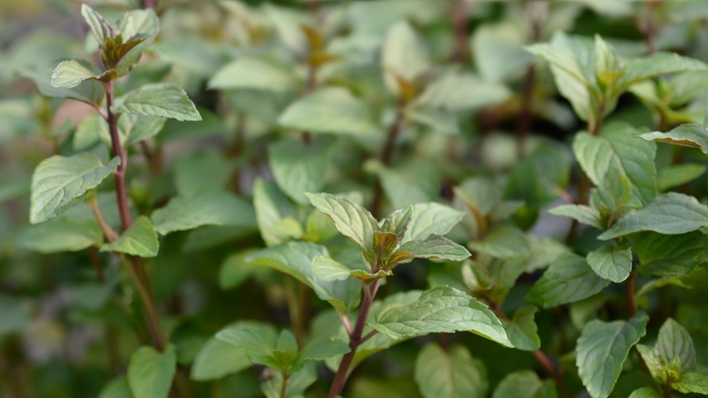 Chocolate mint plant leaves