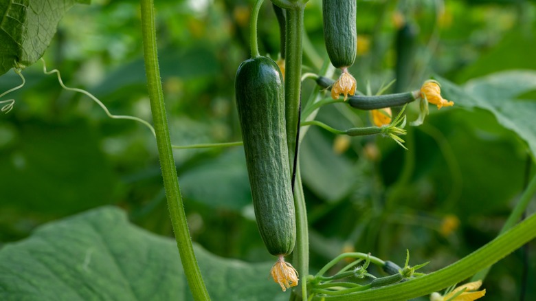 Cucumber plant with fruit 