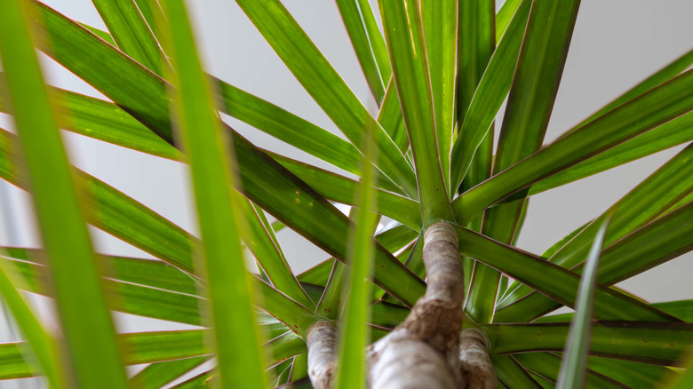 Dragon tree leaves close up