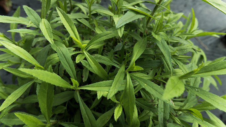 French tarragon growing in pot