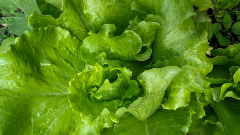 Lettuce leaves close up