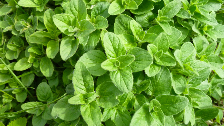 Oregano foliage close up