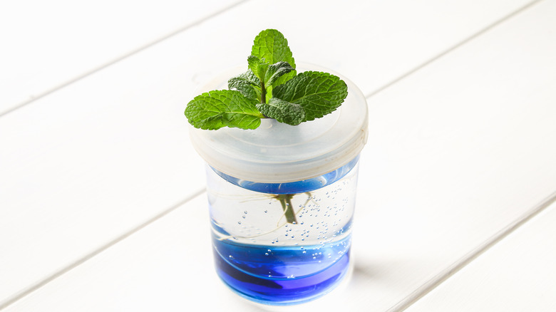 Peppermint young plant in water