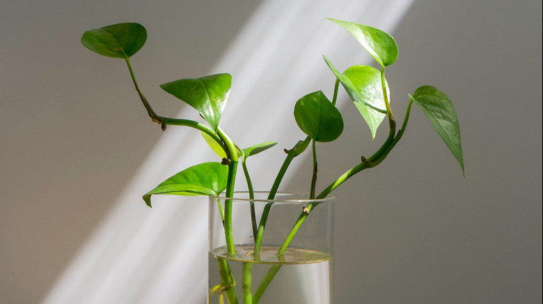 Pothos plant in water
