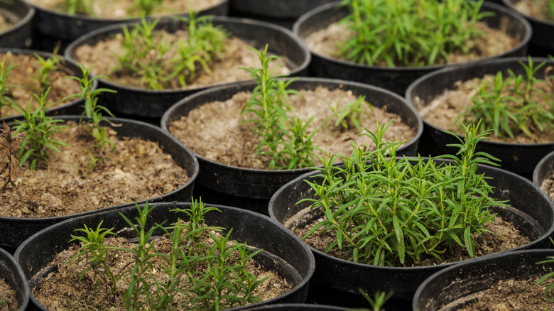 Rosemary sprouts in substrate