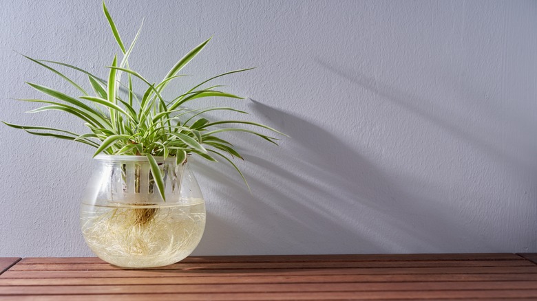 Spider plant growing hydroponically 
