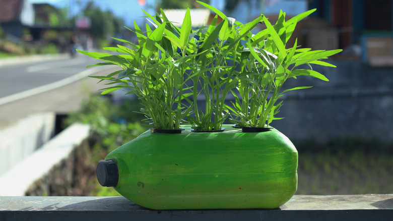 Spinach using simple hydroponics