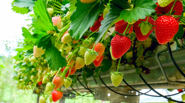 Strawberries growing with hydroponics