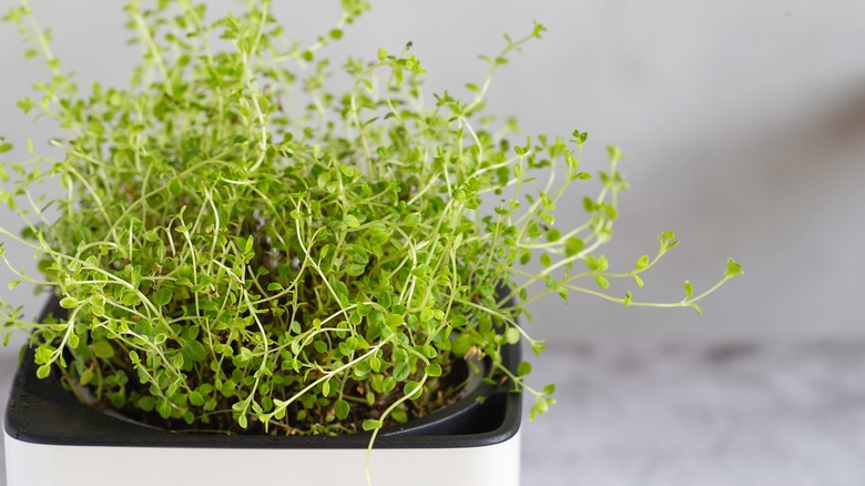 Thyme in white pot