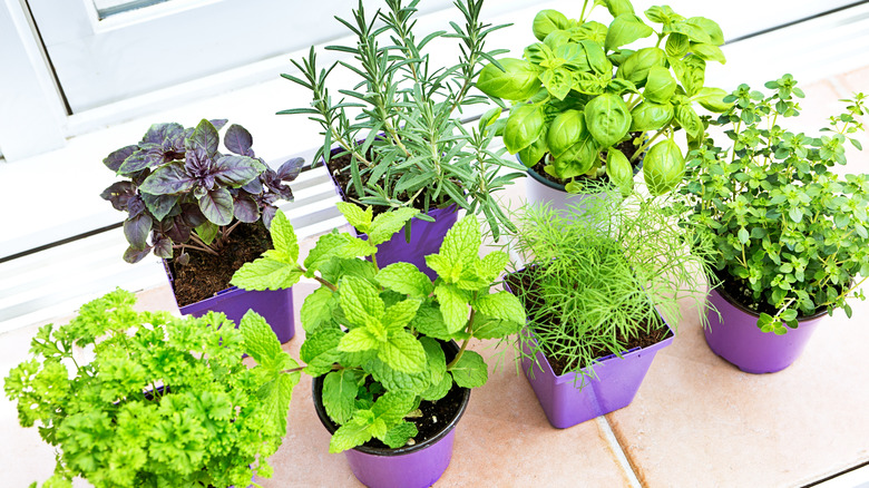 herbs in planters