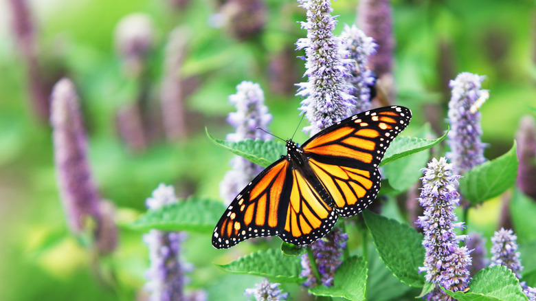 monarch on hyssop flower