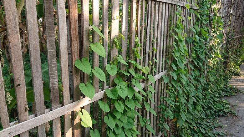 morning glories on a fence
