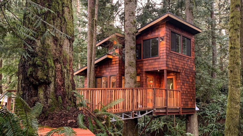 cedar-paneled treehouse in the forest