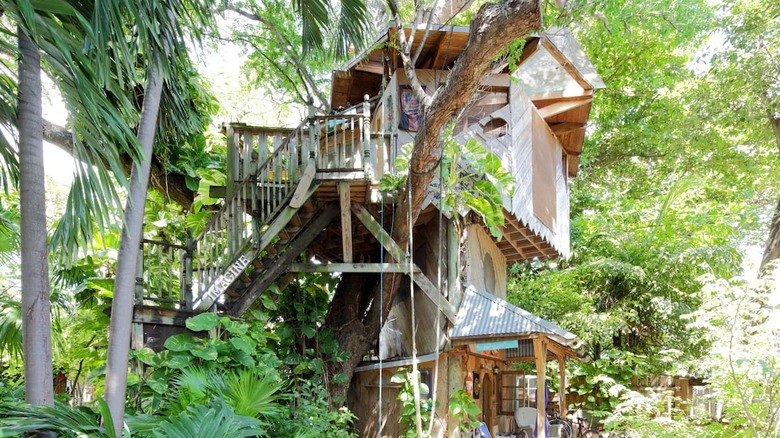 tall treehouse with stairs