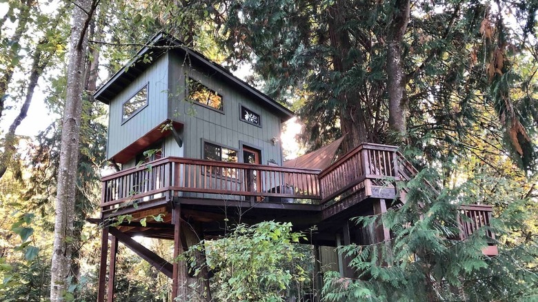 green angular treehouse among evergreens